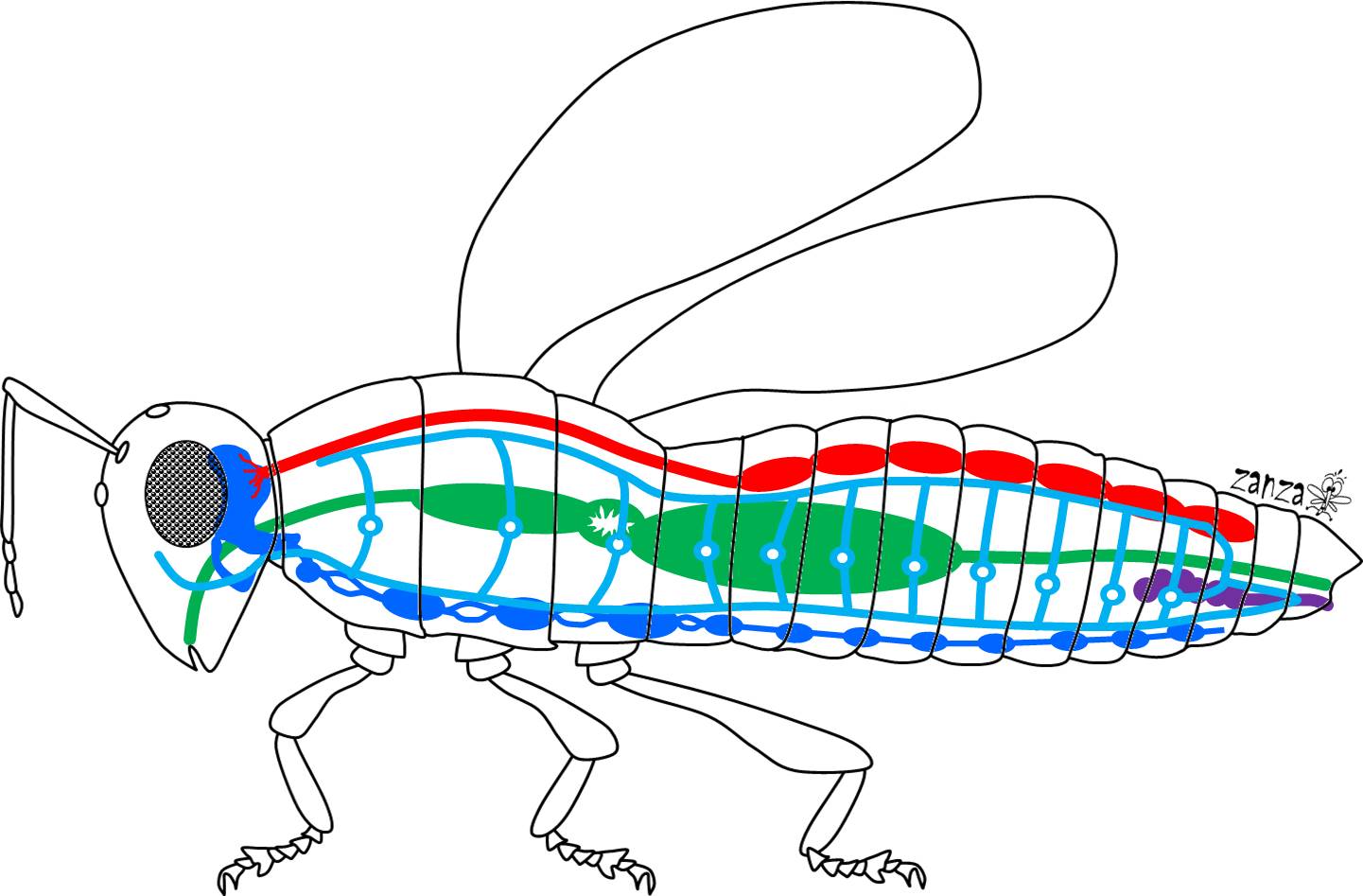 Anatomia degli insetti